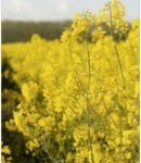 Rapeseed