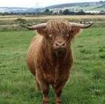 Bull