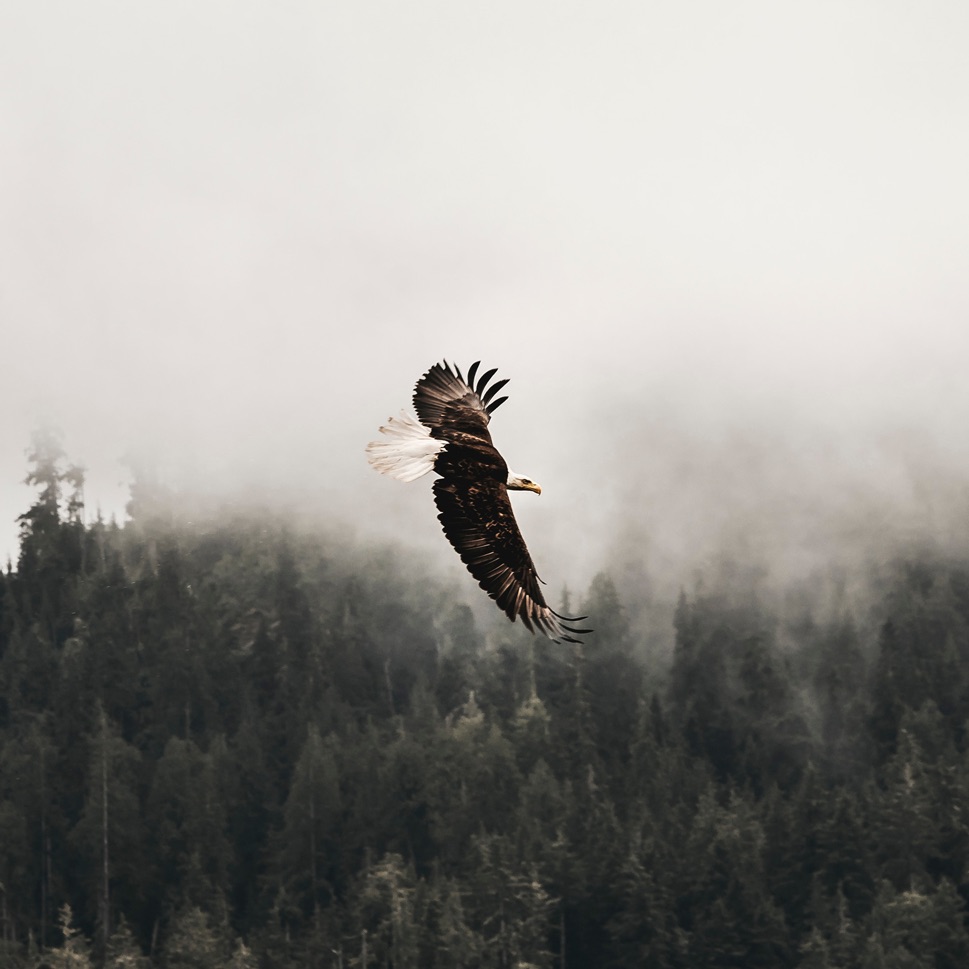 Soaring eagle