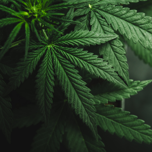 Cannabis
