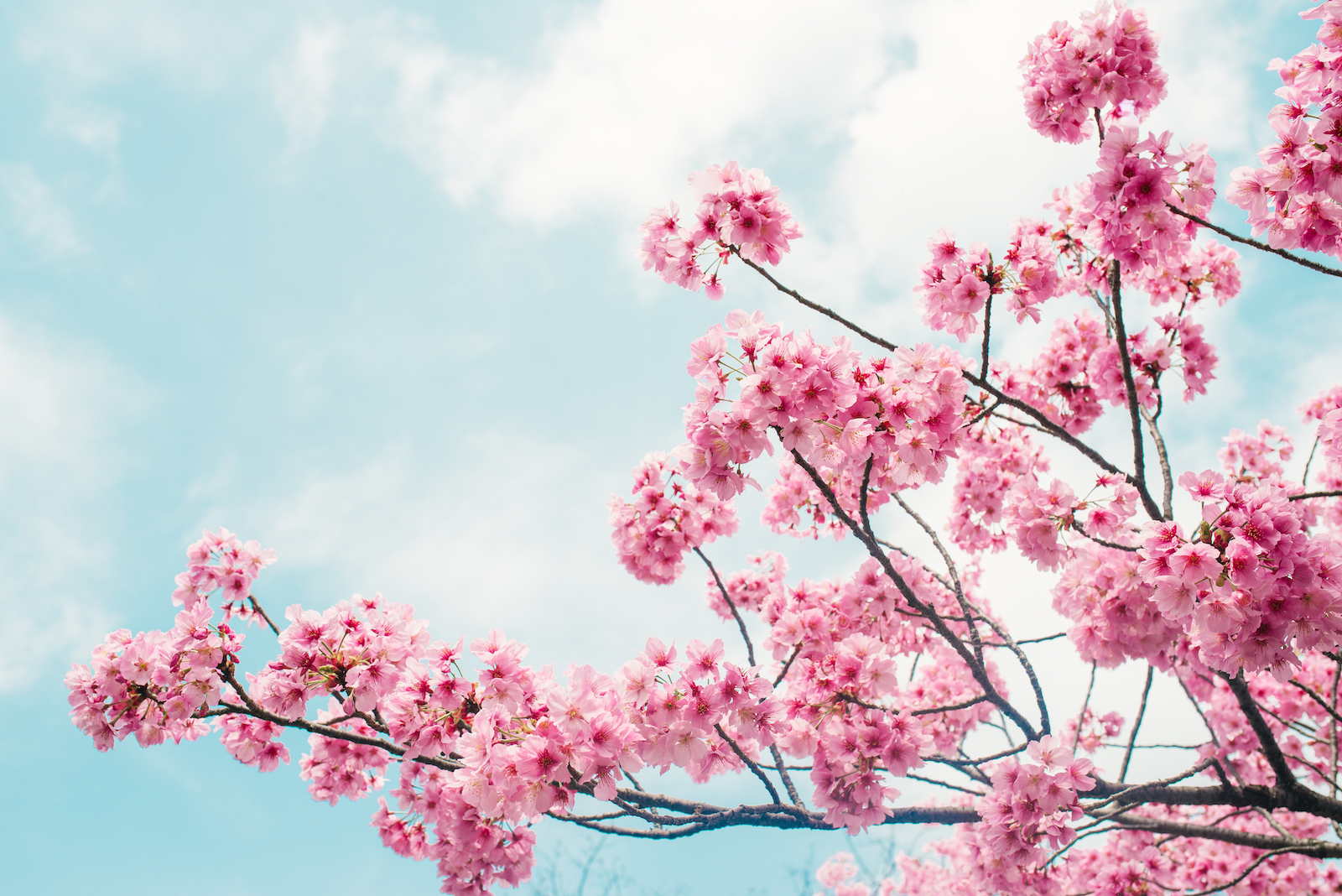 Cherry blossom