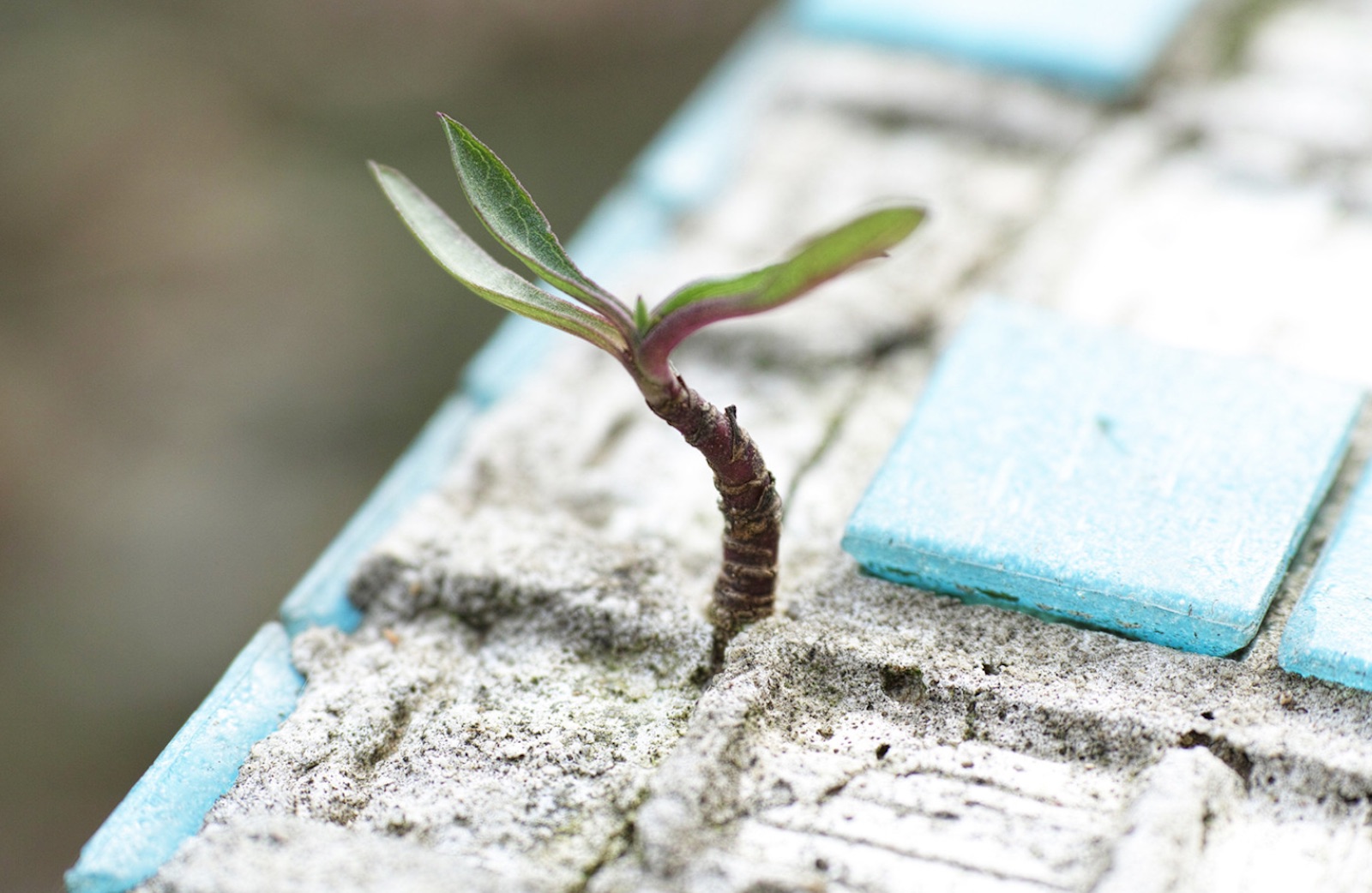 green shoots