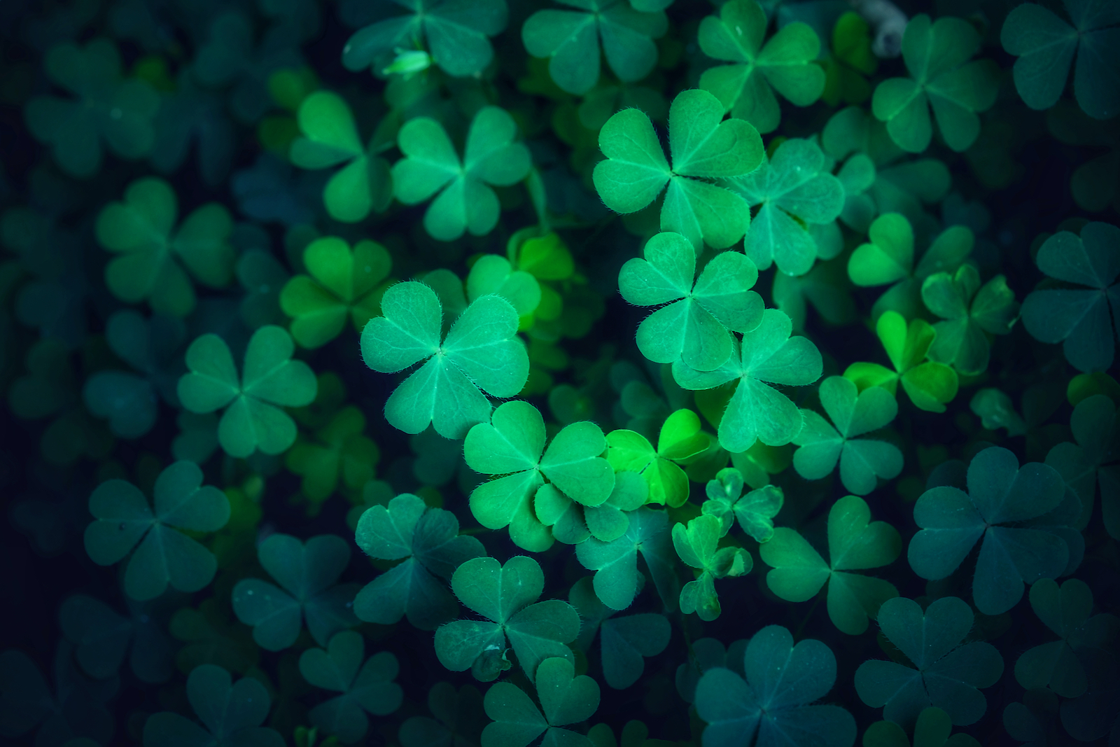 Shamrocks