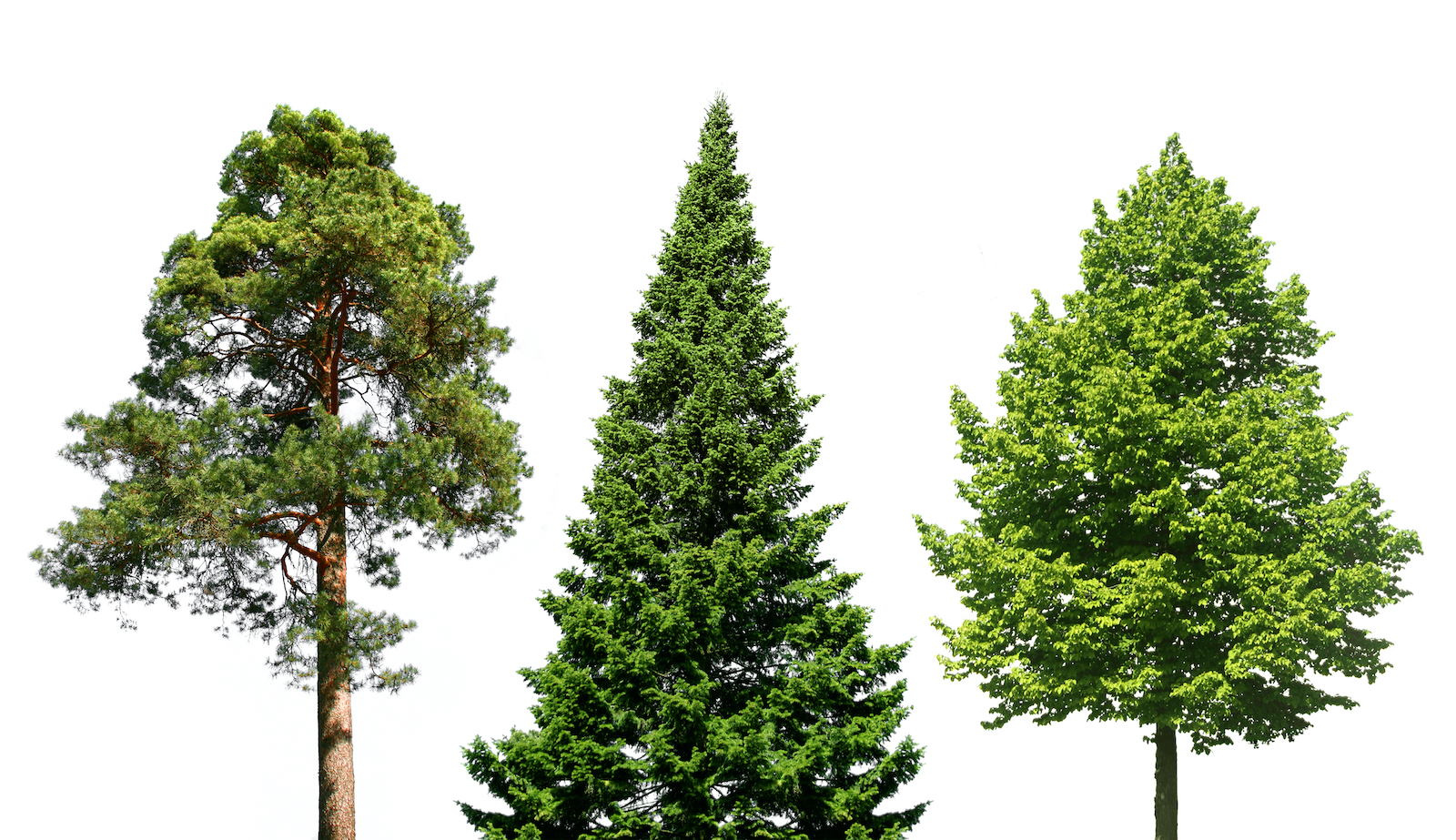 Three evergreen trees