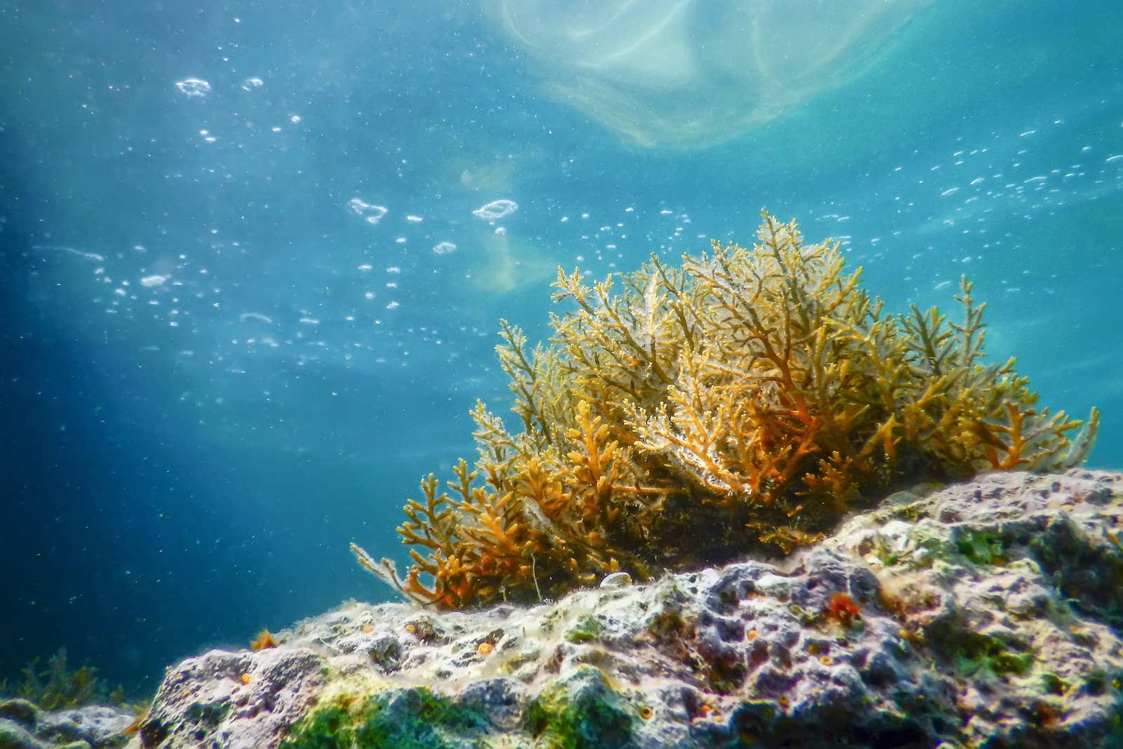 Seaweed