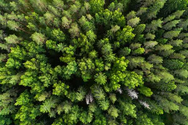 Forestry