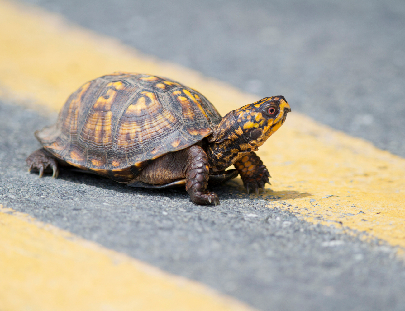 Slow